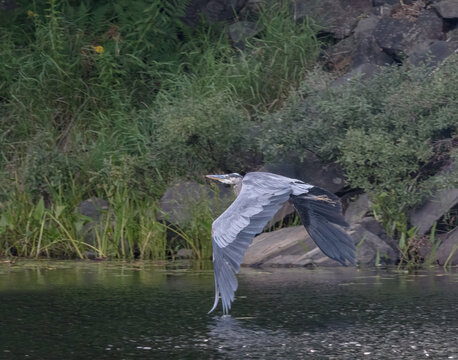 Great Blue Heron flying past a rocky shoreline in Algonquin Park Ontario