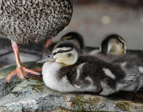 Mallard ducklings huddled close to their female parent on a lichen covered rock in Haliburton Ontario