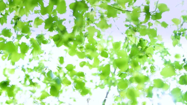Details and blurred images of alder leaves in spring in a deciduous forest in the Guriezo Valley. Cantabria, Spain, Europe