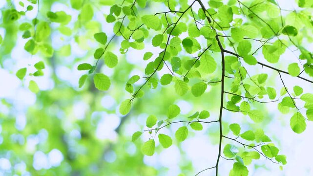 Details and blurred images of alder leaves in spring in a deciduous forest in the Guriezo Valley. Cantabria, Spain, Europe