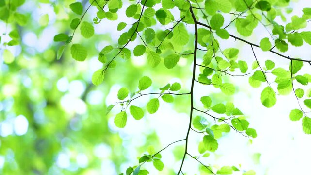 Details and blurred images of alder leaves in spring in a deciduous forest in the Guriezo Valley. Cantabria, Spain, Europe
