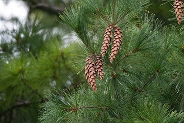 Brown Pine Cones Hanging From an Evergreen Branch © Christine Donnelly