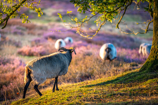 Westruper Heide Schafe