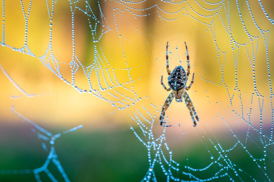 Westruper Heide Spinne