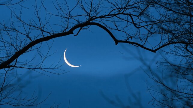 Thin crescent moon glows in the deep blue twilight sky through bare branches