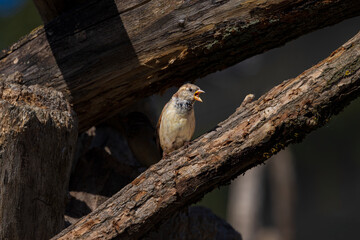 Jeune moineau domestique perché sur une branche en bois, le bec grand ouvert, probablement en train d’appeler ou de réclamer de la nourriture.  © InestDjo