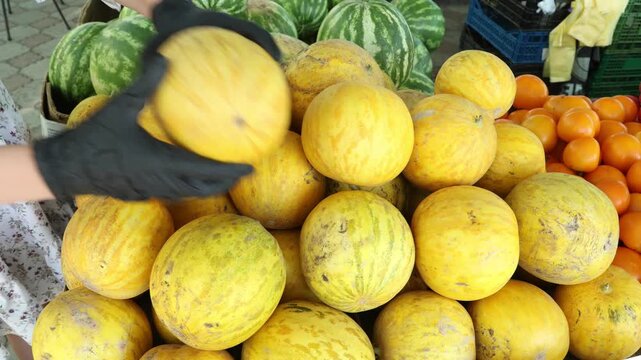 Gloved hands arranging yellow melons at market. Close-up of black gloved hands sorting and arranging yellow melons on a fresh produce display with watermelons and tomatoes at a food market