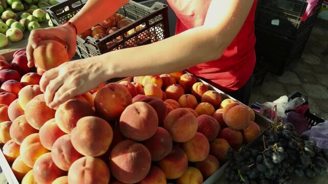 Woman arranging ripe peaches at produce market. Woman sorts and arranges ripe peaches on a fresh fruit display, moving produce between the market stand and a plastic crate