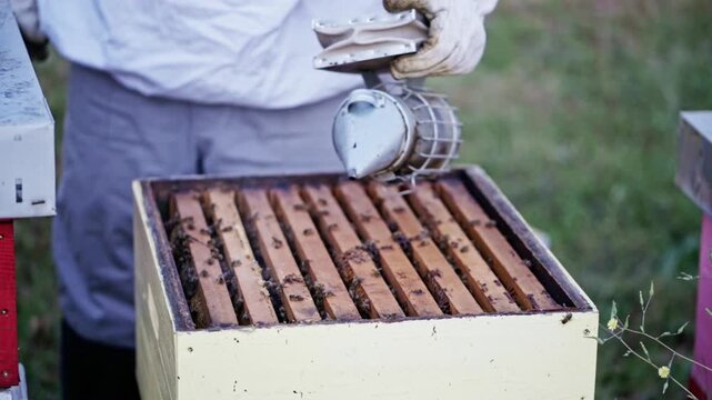 Female beekeeper holding smoker over open hive box