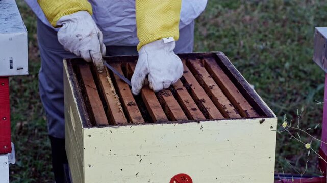 Female beekeeper lifting bee covered frame from hive