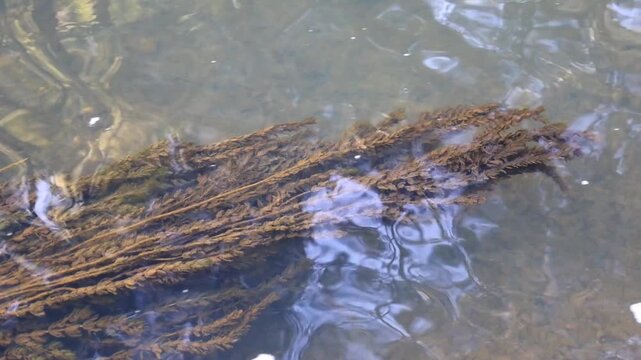 Algae sway gently beneath the transparent layer of water, reacting to the light river current. Soft natural light creates subtle reflections on the water surface, highlighting the details of underwate