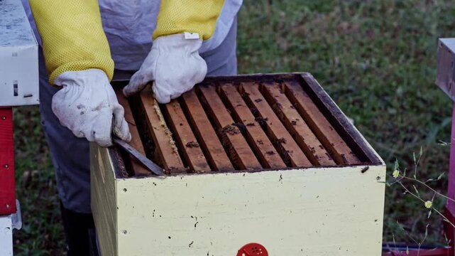 Female beekeeper prying frame from open hive with tool