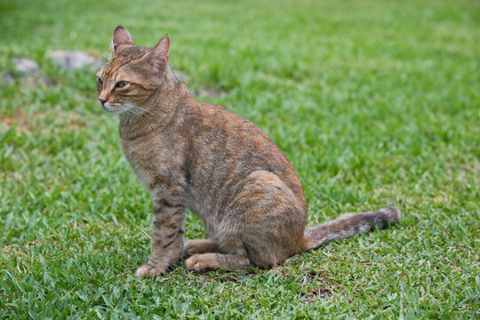 Torbie Stray Cat Sitting Alert on Green Grass in Public Park