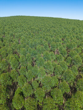 Aerial view of eucalyptus farm
