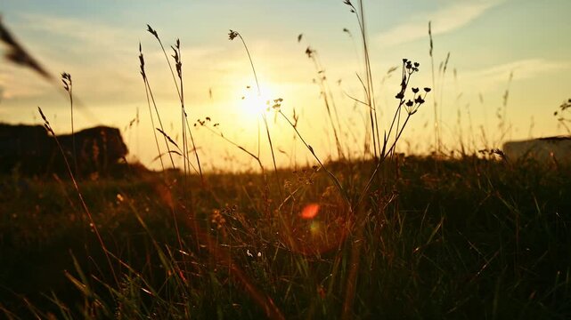 Wild grass and wildflowers swaying in golden sunlight