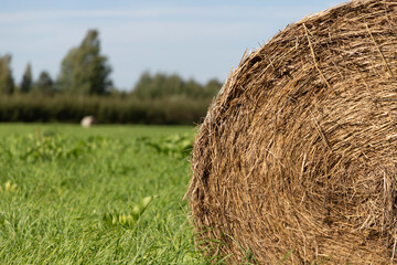 Round Hay Bale in Agricultural Field  © MARINA