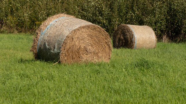 Round Hay Bale in Agricultural Field 