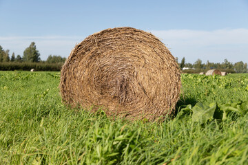 Round Hay Bale in Agricultural Field  © MARINA