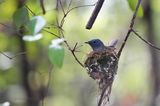Black-naped Monarch, Hypothymis azurea, perched on a branch near its small cup-shaped nest in a natural habitat. Wildlife photograph showing the bird's characteristic blue plumage .