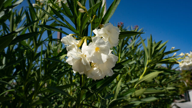 Stunning white oleander blossoms elegantly contrast against lush green foliage under a clear blue sky.