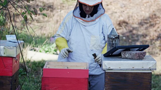 Beekeeper woman preparing hive tool near colorful hives