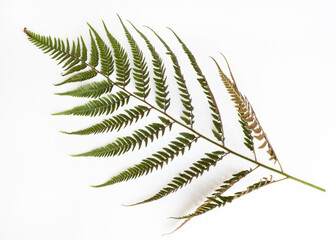 Japanese Painted Fern Frond © lawcain