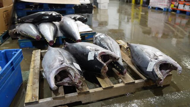 Fresh raw tuna fish displayed on wooden pallets in a commercial wholesale seafood market for processing and distribution.
