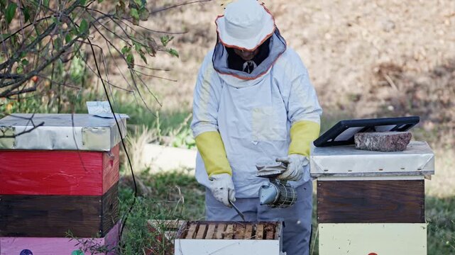 Beekeeper woman smoking open hive with bee smoker
