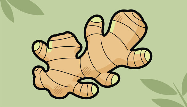 Fresh organic ginger root vector illustration with soft green leaf shadows on a pastel light green background.