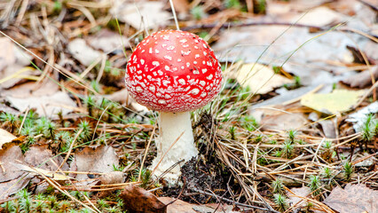 fly agaric mushroom © lazalnik