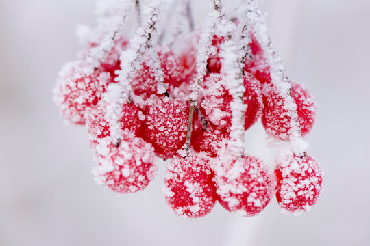 Rote Vogelbeeren mit Raureif bei Frost am Lech bei Landsberg
