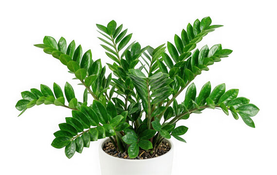 Lush green zamioculcas zamiifolia zz plant in a white pot, isolated on transparent background