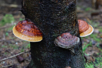Close-up of the red-belted polypore, Fomitopsis pinicola. Fungus on a tree trunk in the forest in spring season. © Silviu