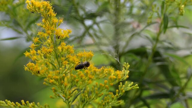 Bumblebee Feeding and Climbing on Yellow Flowers in Slow Motion, Close-Up Pollinator and Insect Behavior in a Summer Garden