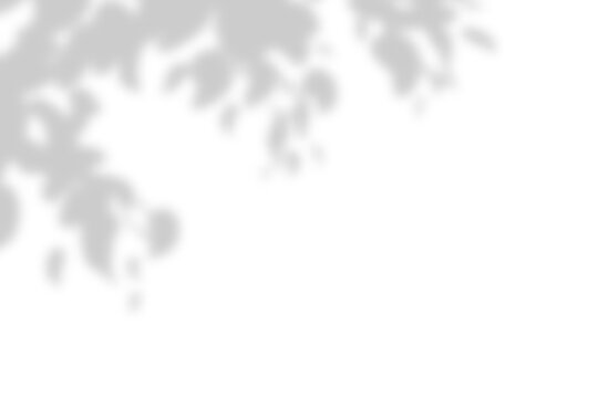 Natural tree leaf shadow overlay effect on transparent background