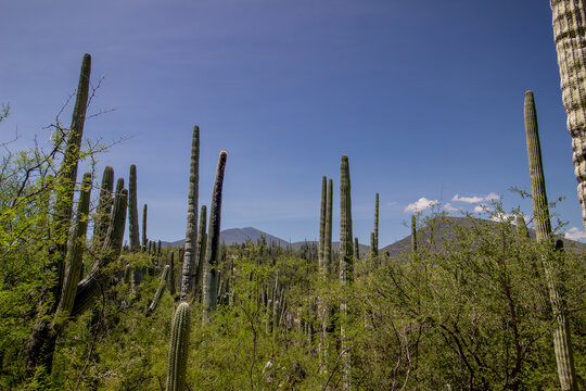 A scenic wide-angle view of a vibrant desert landscape filled with tall endemic cardon and saguaro columnar cacti, dense green shrubbery, and distant hills under a clear blue sky on a bright sunny day