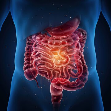 Anatomical model of human digestive system with glowing stomach and intestines inside male torso silhouette.