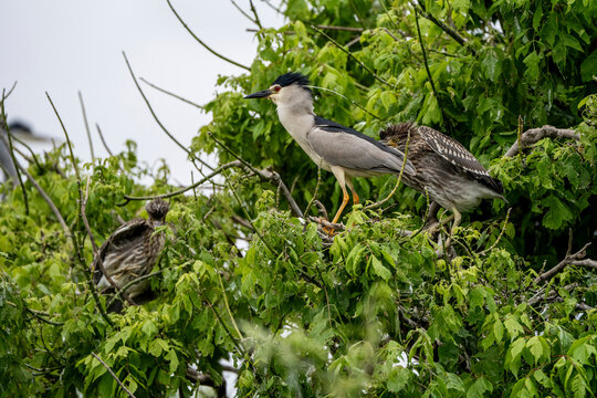 Adult black-crowned night heron with two juvenile herons perched among dense leafy green tree branches