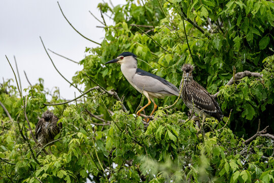 Black-crowned night heron adult with two juvenile herons perched in dense leafy tree foliage, wildlife scene