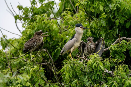 Black-crowned night heron adult with three juvenile herons perched among dense green foliage in a tree