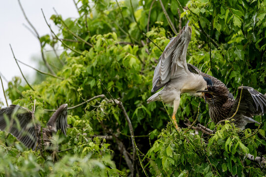 Two night herons in dense green foliage, one spreading its wings while the other perches on leafy branches