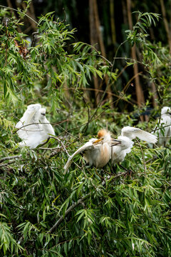 Group of white egrets perched and preening in dense green bamboo foliage, natural wildlife scene