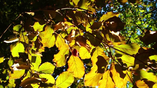 Romantic autumn mood with colorful leaves in fall shine bright in the sunlight with orange, red and yellow colors as beautiful side of nature in indian summer season with warm colors and macro leaf