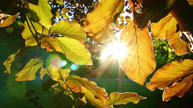 Romantic autumn mood with colorful leaves in fall shine bright in the sunlight with orange, red and yellow colors as beautiful side of nature in indian summer season with warm colors and macro leaf