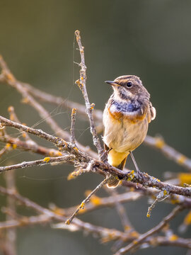 Bluethroat Luscinia svecica perched on a branch in autumn