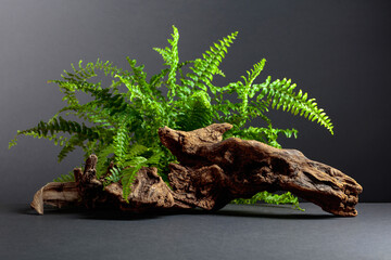 Green fern and old dry snag on a black background. © Igor Normann