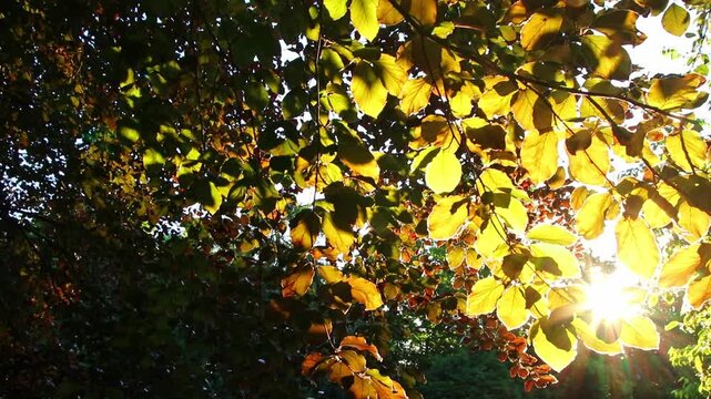 Romantic autumn mood with colorful leaves in fall shine bright in the sunlight with orange, red and yellow colors as beautiful side of nature in indian summer season with warm colors and macro leaf