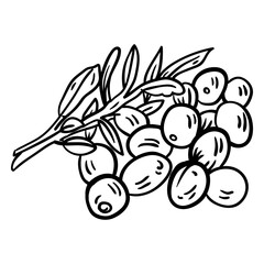 Obraz premium Olive branch leaf stroke