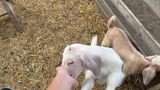 In the POV video, a woman&rsquo;s hand is stroking a small white kid on a farm; the kid bites and licks the fingers.