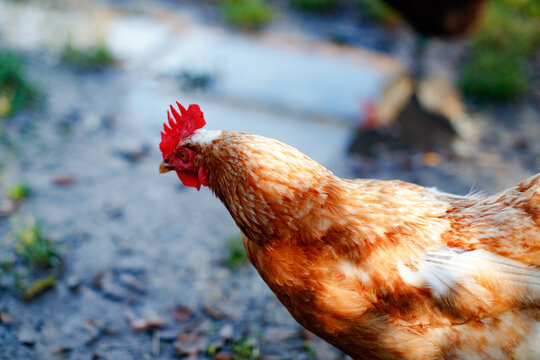 German Faverolles bantam hen in Frauenkirchen, Austria